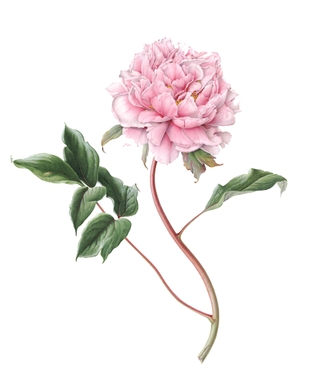 Blooming Pink Peony PNG image