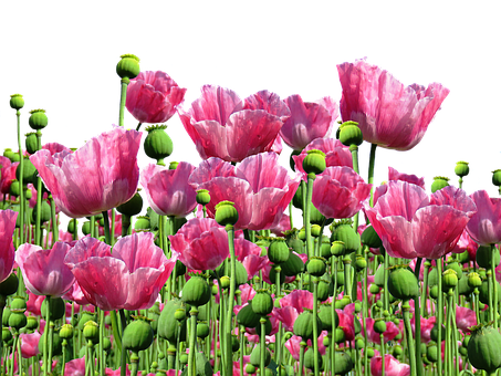 Blooming Pink Poppies Field PNG image