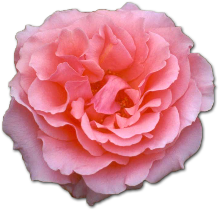 Blooming Pink Rose Isolated PNG image