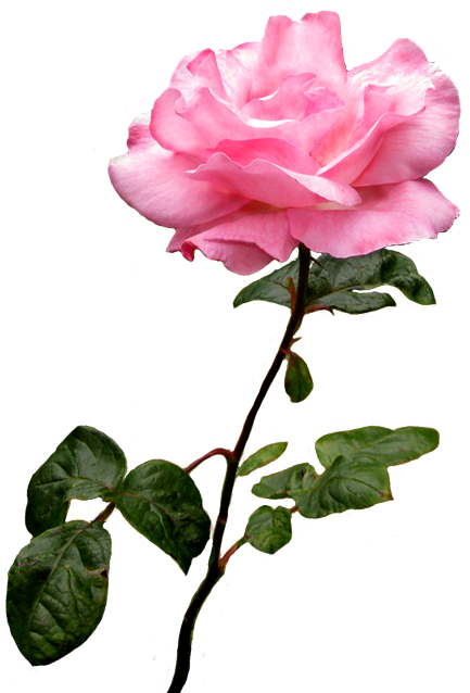 Blooming Pink Rose Transparent Background.png PNG image