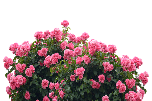 Blooming Pink Roses Black Background.jpg PNG image