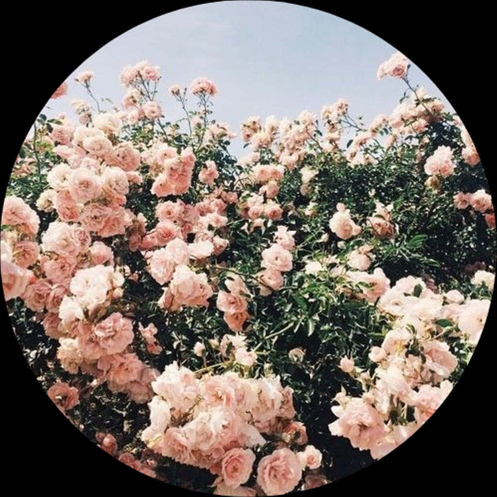 Blooming Pink Roses Circle Frame PNG image