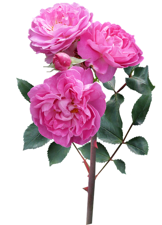 Blooming Pink Roses Transparent Background PNG image