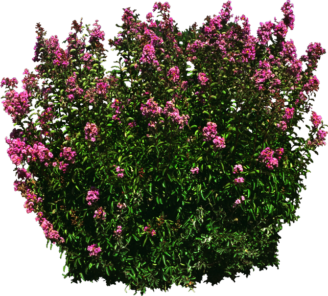 Blooming Pink Shrub3 D Render PNG image