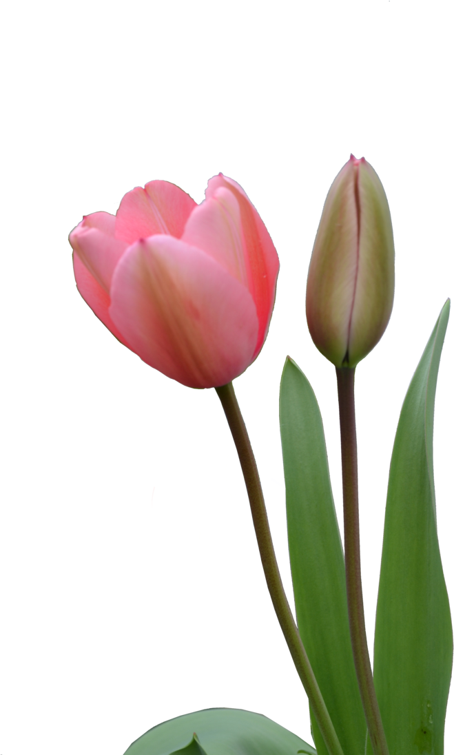 Blooming Pink Tulipand Bud PNG image