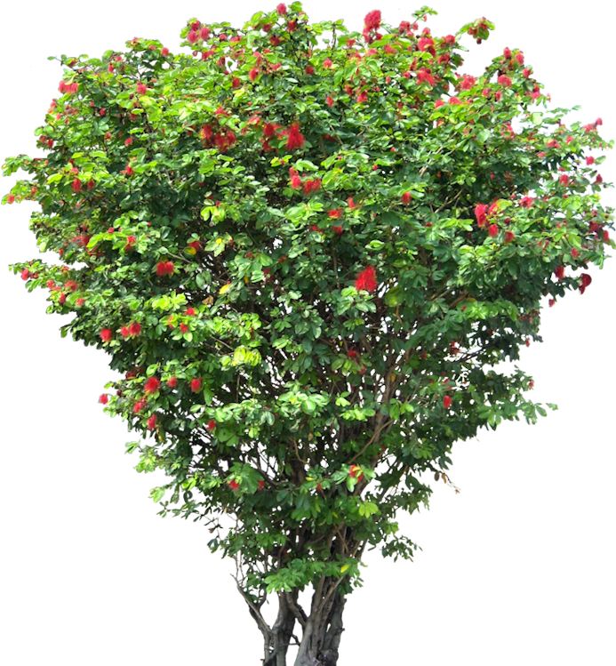 Blooming Red Flower Tree PNG image