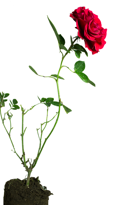 Blooming Red Rose Stem PNG image