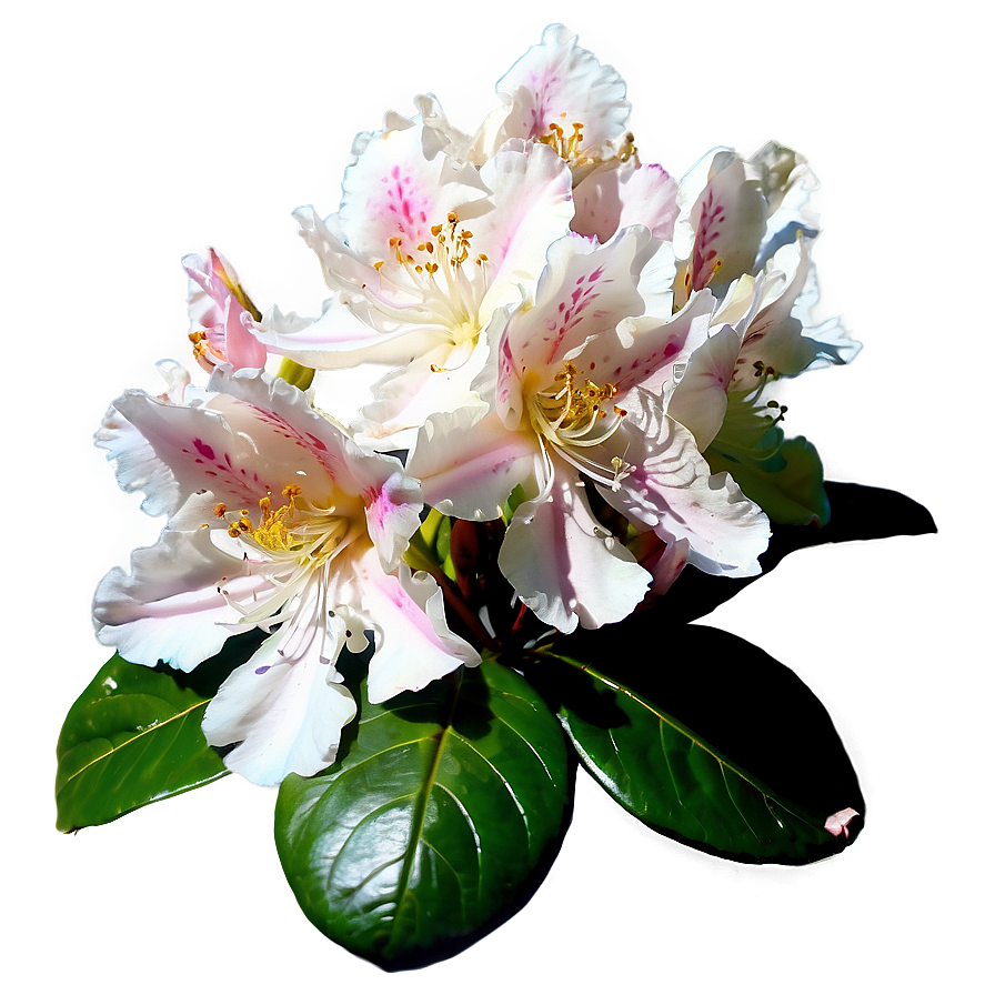 Blooming Rhododendron Png 06282024 PNG image