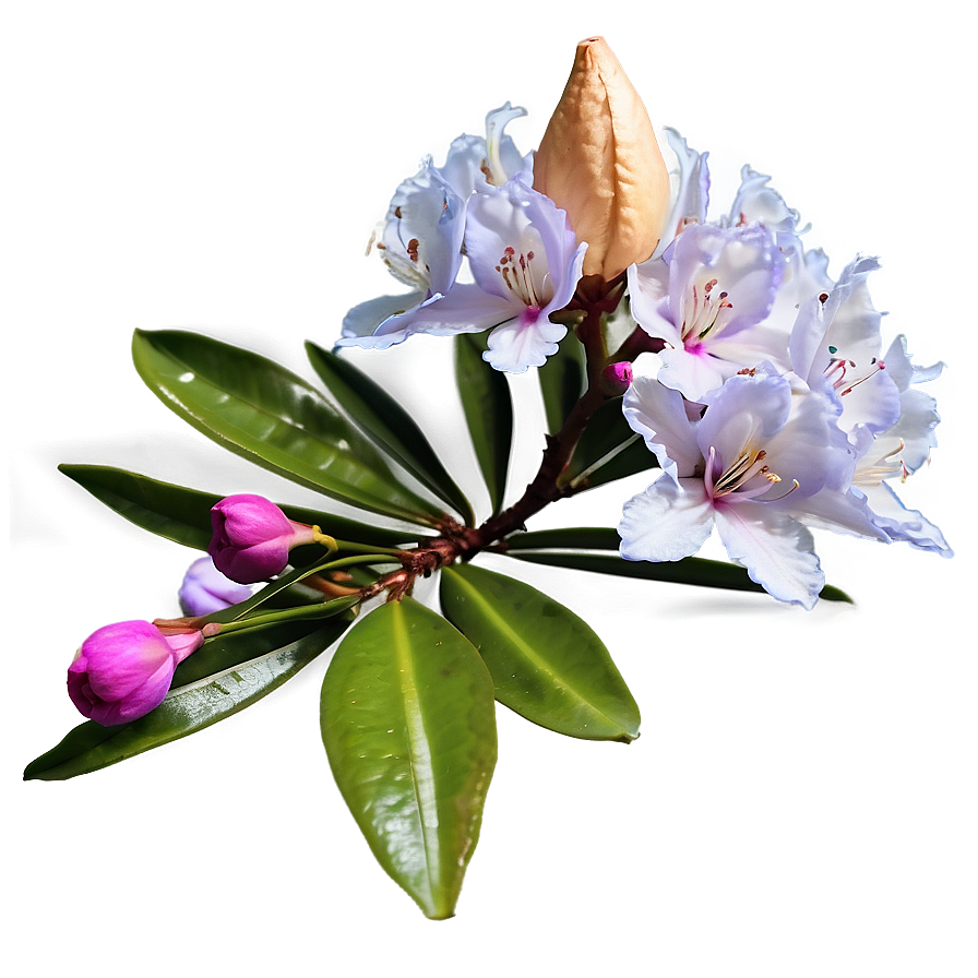 Blooming Rhododendron Png Caw PNG image