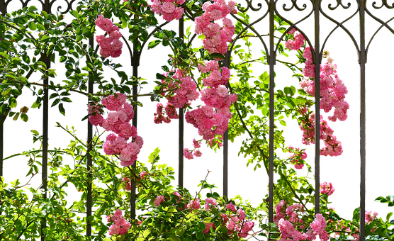 Blooming Roseson Garden Trellis.jpg PNG image