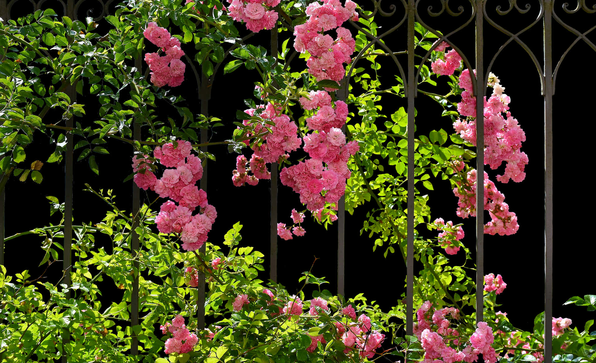 Blooming Roseson Garden Trellis PNG image