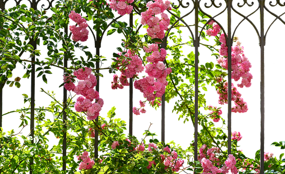 Blooming Roseson Garden Trellis PNG image