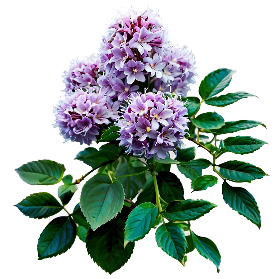 Blooming Shrub Png Pgc PNG image