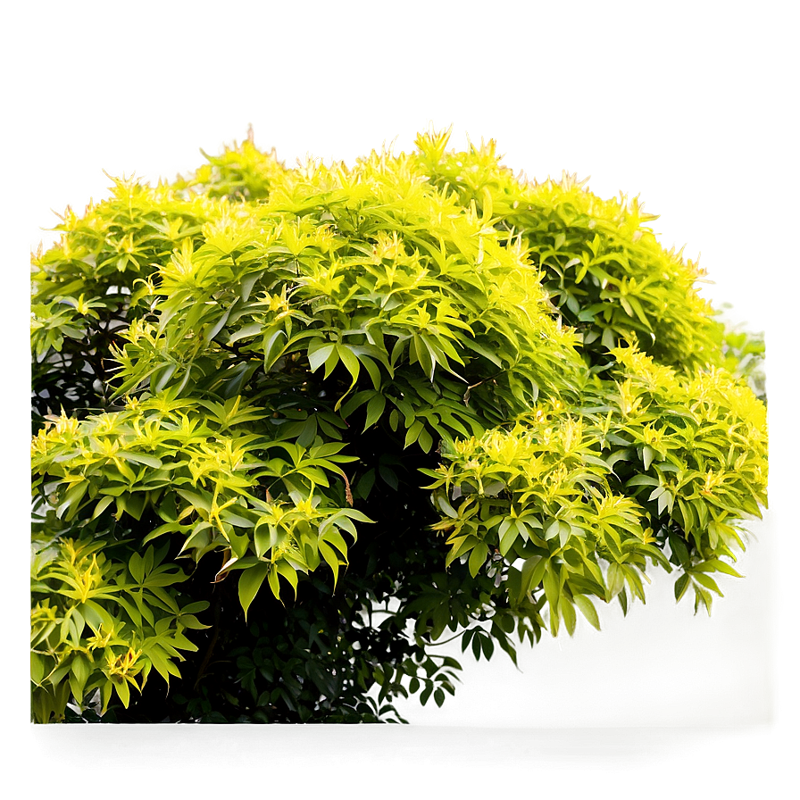 Blooming Shrubs Png 06122024 PNG image