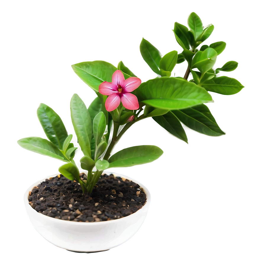 Blooming Small Plant Png 06132024 PNG image