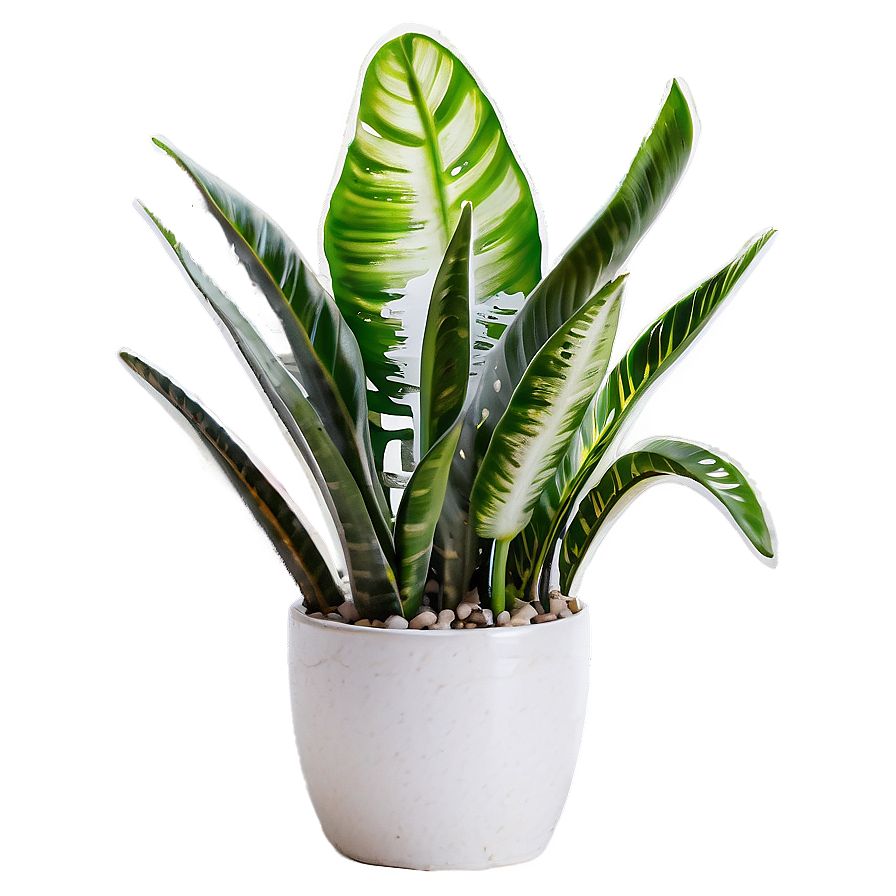 Blooming Snake Plant Png 84 PNG image