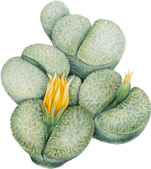 Blooming Succulent Illustration.png PNG image