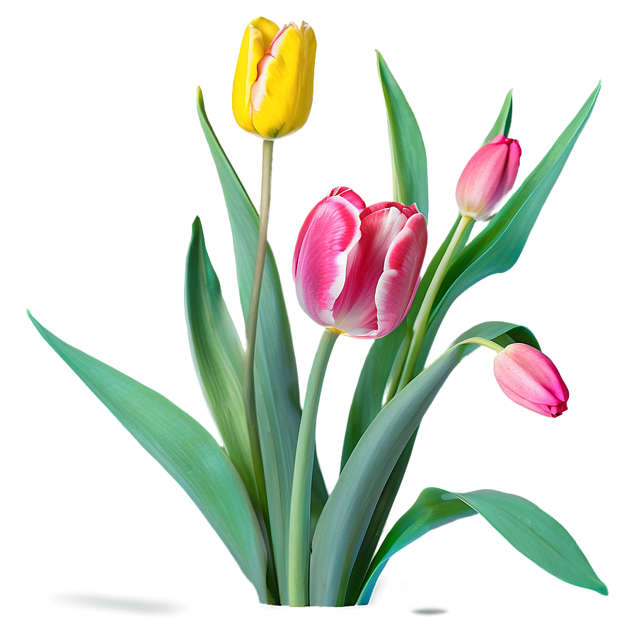 Blooming Tulips Spring Png 06272024 PNG image