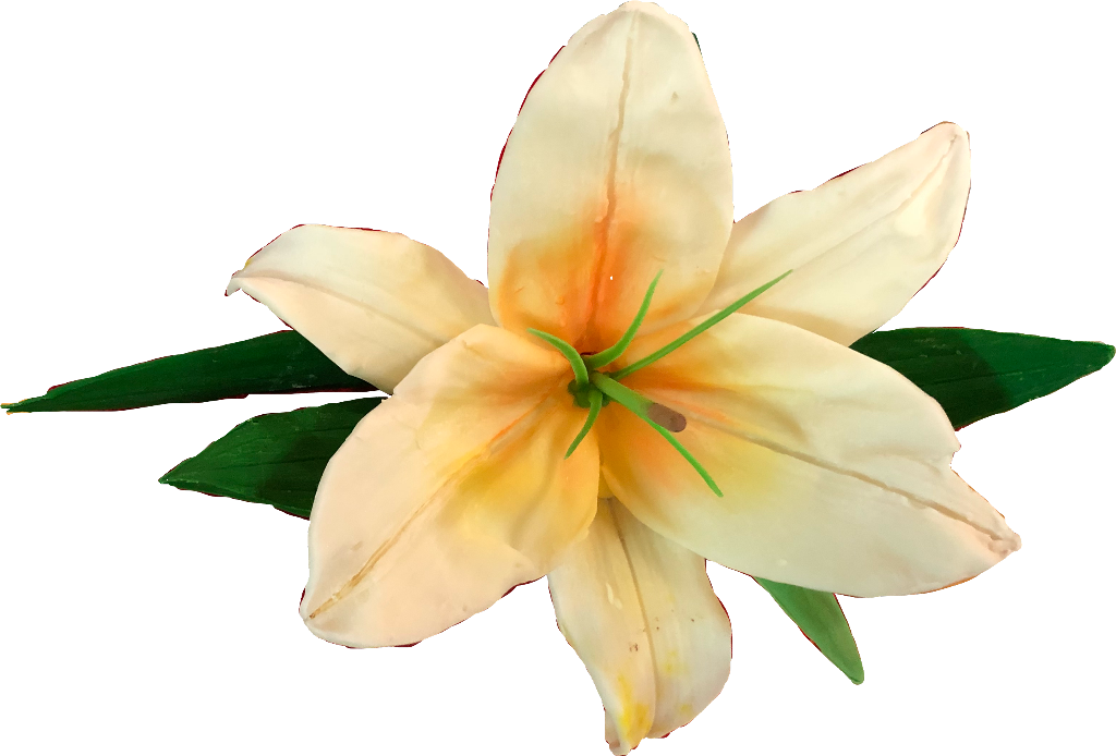 Blooming White Lily Flower PNG image