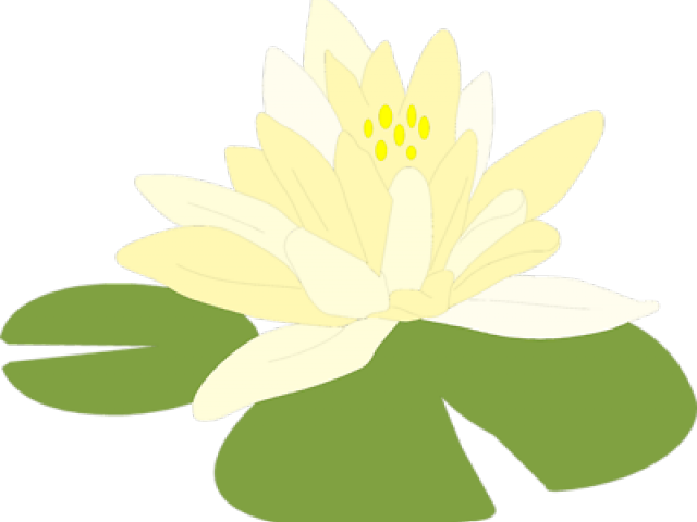 Blooming White Lotus Flower PNG image