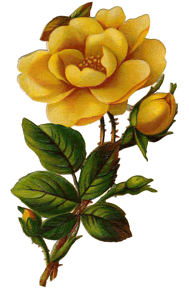 Blooming Yellow Rose Vintage Illustration PNG image