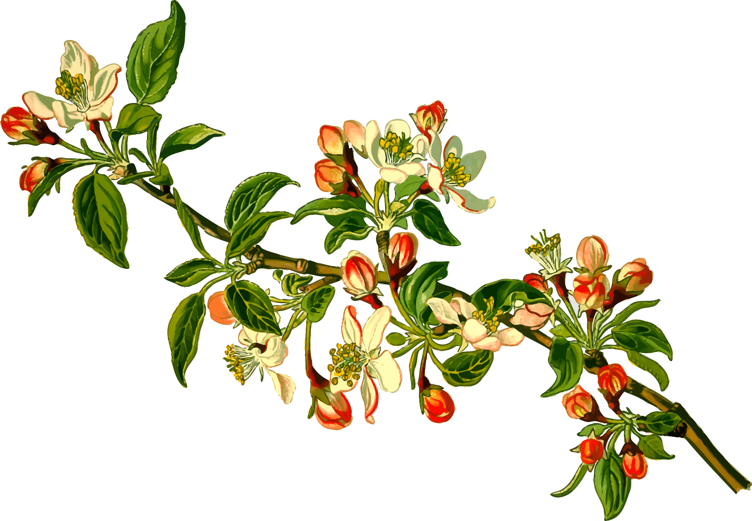 Blossoming Apple Branches.png PNG image