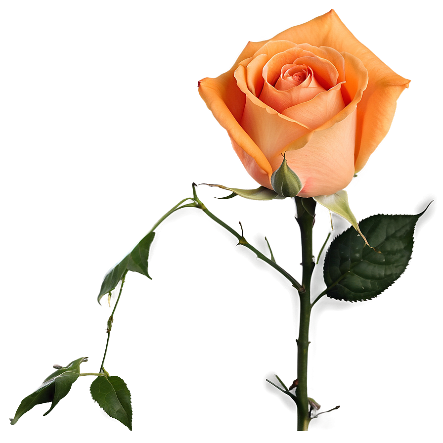 Blossoming Orange Rose Png Ecq51 PNG image