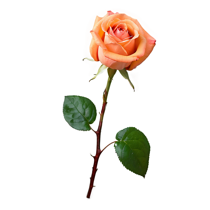 Blossoming Orange Rose Png Rdg PNG image