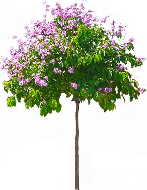 Blossoming Pink Tree Graphic PNG image