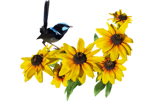 Blue Bird Yellow Flowers Black Background.jpg PNG image