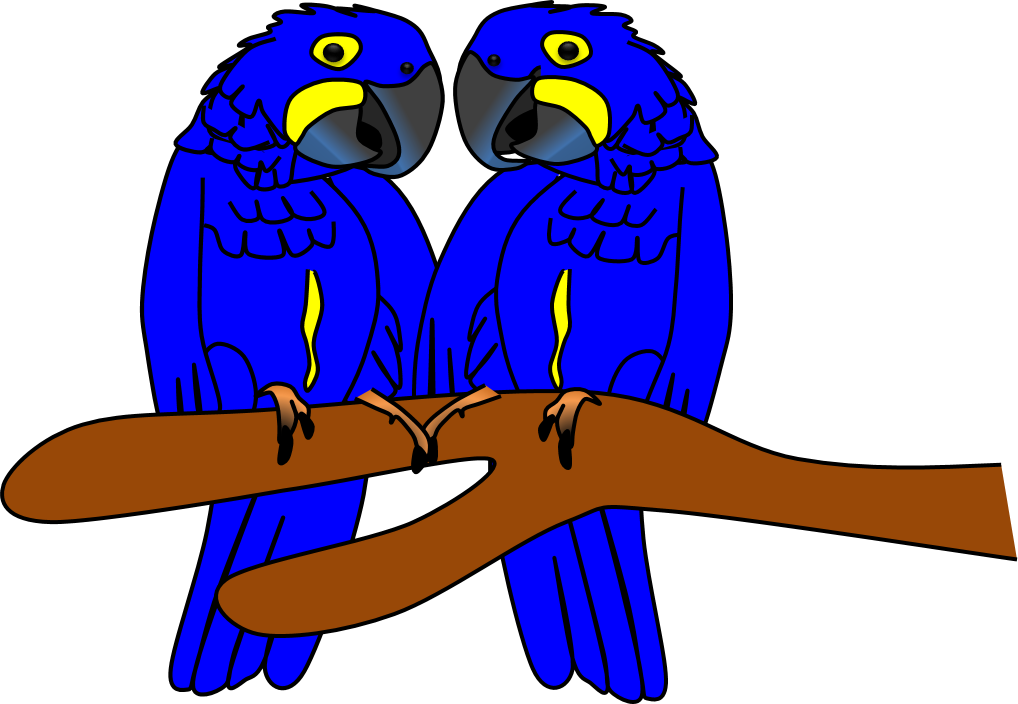 Blue Budgies Perching PNG image