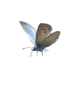 Blue Butterfly Black Background PNG image