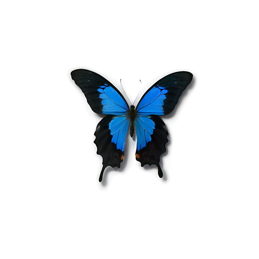 Blue Butterfly Close-up Png 21 PNG image