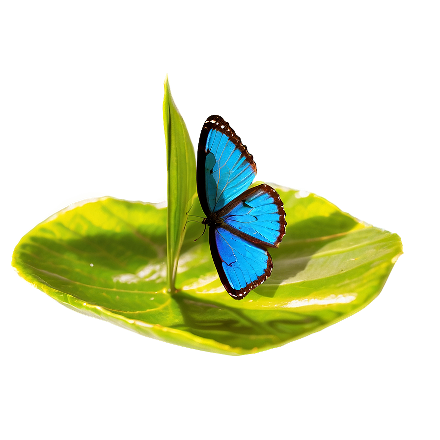 Blue Butterfly In Sunlight Png 05212024 PNG image