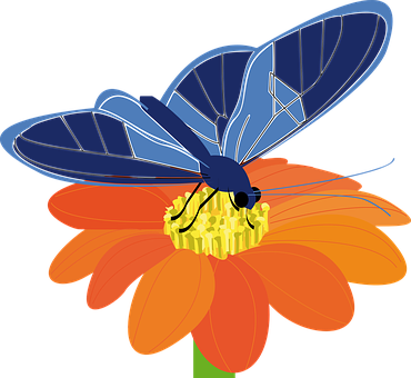 Blue Butterfly On Orange Flower PNG image