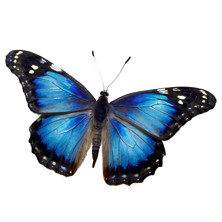 Blue Butterfly Png Images (200++)