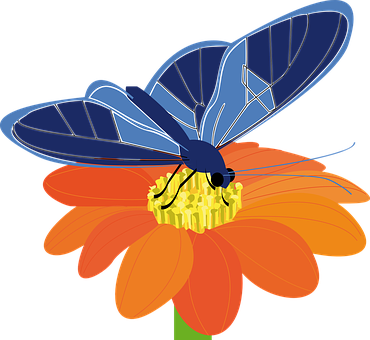 Blue Butterflyon Orange Flower PNG image