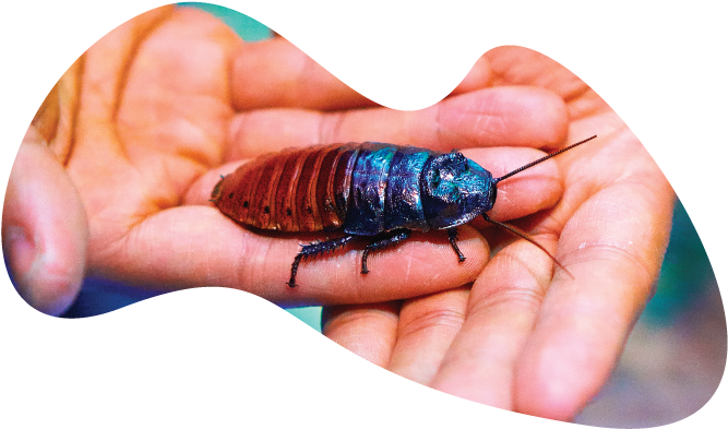 Blue Cockroachon Human Hand PNG image