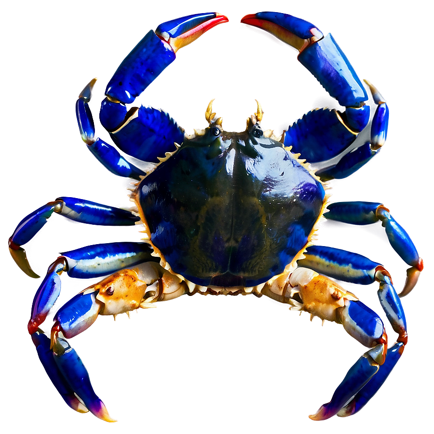 Blue Crab Png 05232024 PNG image