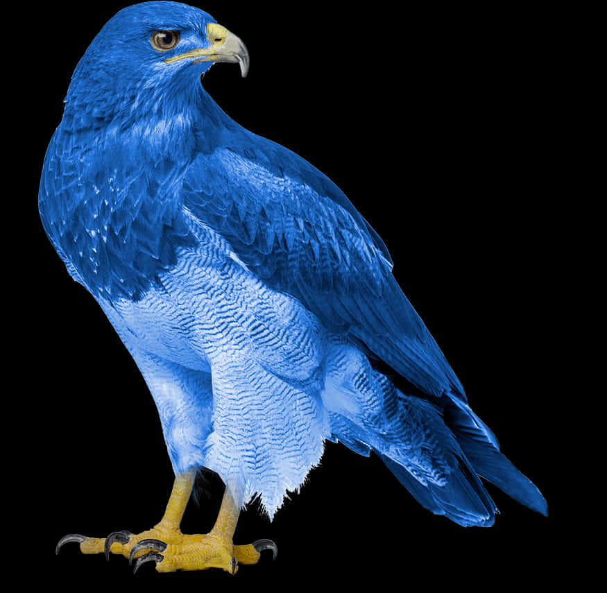 Blue Eagle Portrait PNG image
