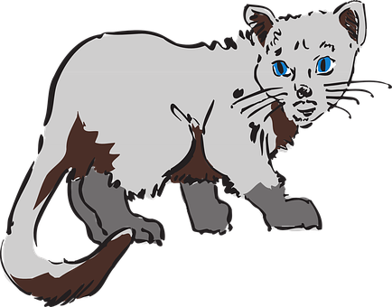 Blue Eyed Cat Illustration.png PNG image