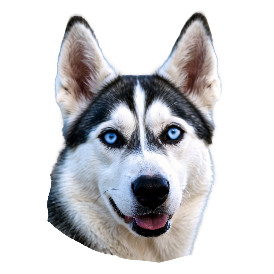 Blue-eyed Husky Png 82 PNG image