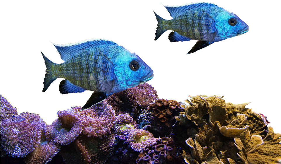 Blue Fish Coral Reef Scene PNG image