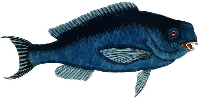 Blue Fish Illustration PNG image