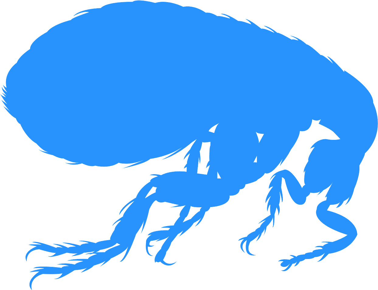 Blue Flea Silhouette PNG image