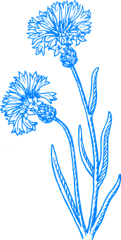 Blue Floral Sketchon Black Background PNG image
