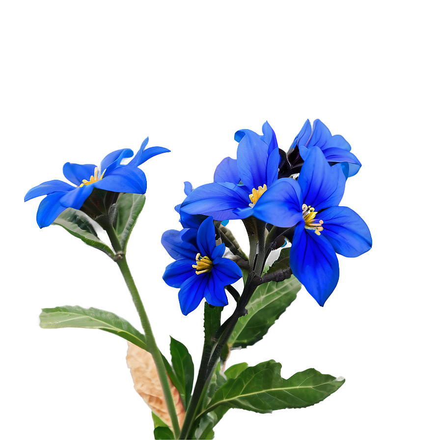 Blue Flower Closeup Png Xhp90 PNG image