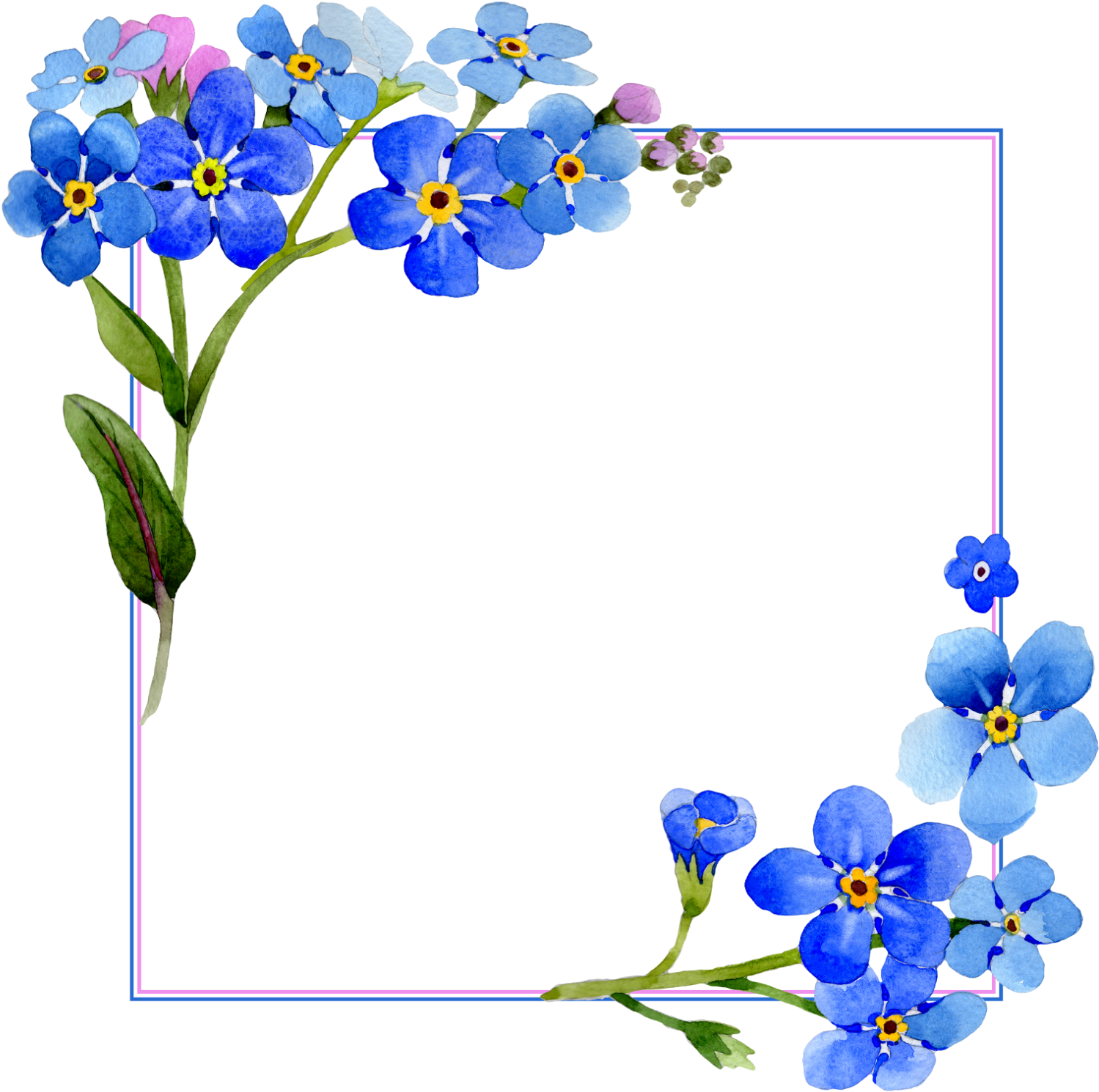 Blue_ Forget_ Me_ Not_ Floral_ Frame_ Vector PNG image