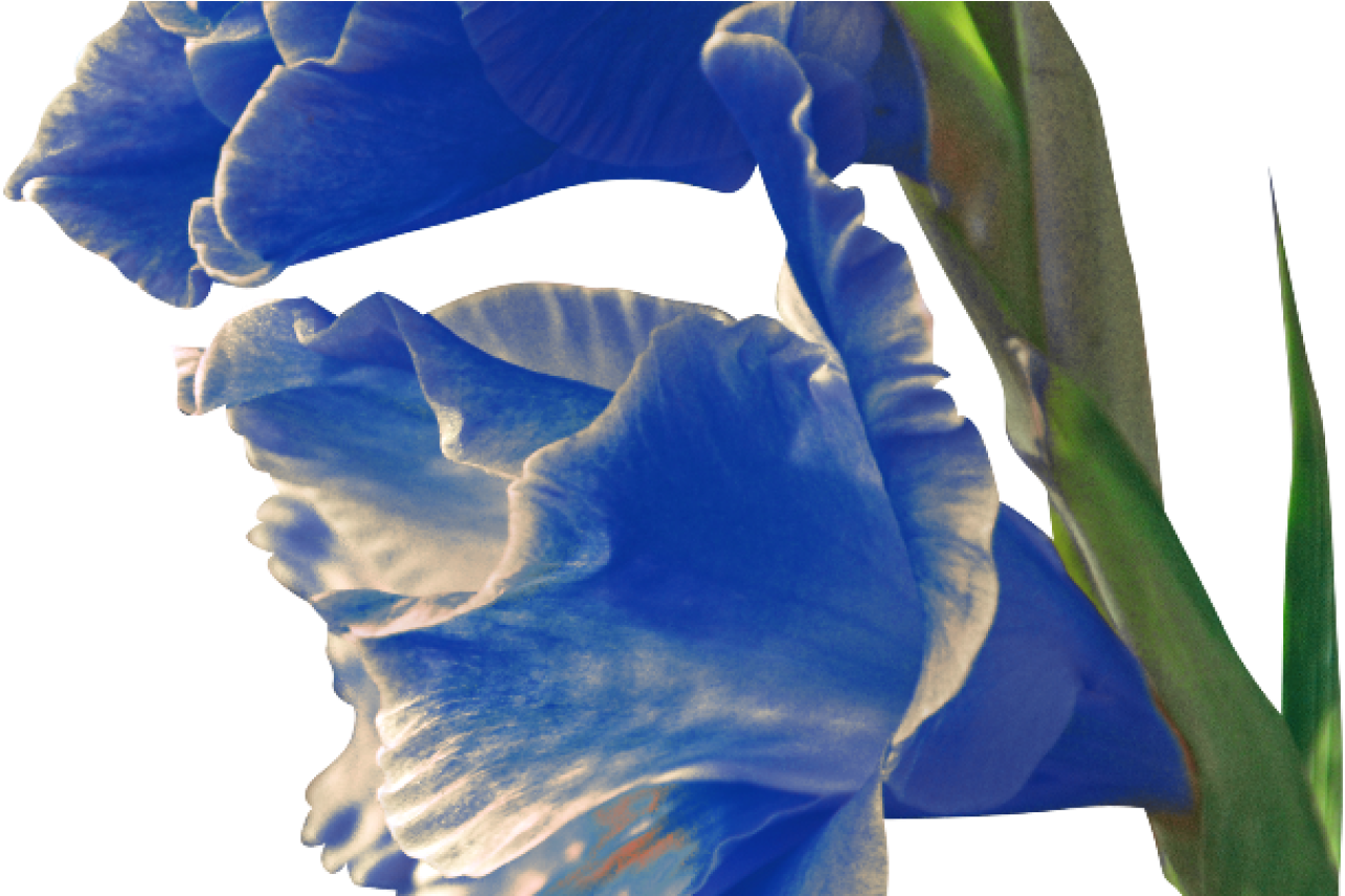 Blue Gladiolus Flowers PNG image