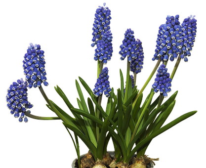 Blue Grape Hyacinths Flowers PNG image